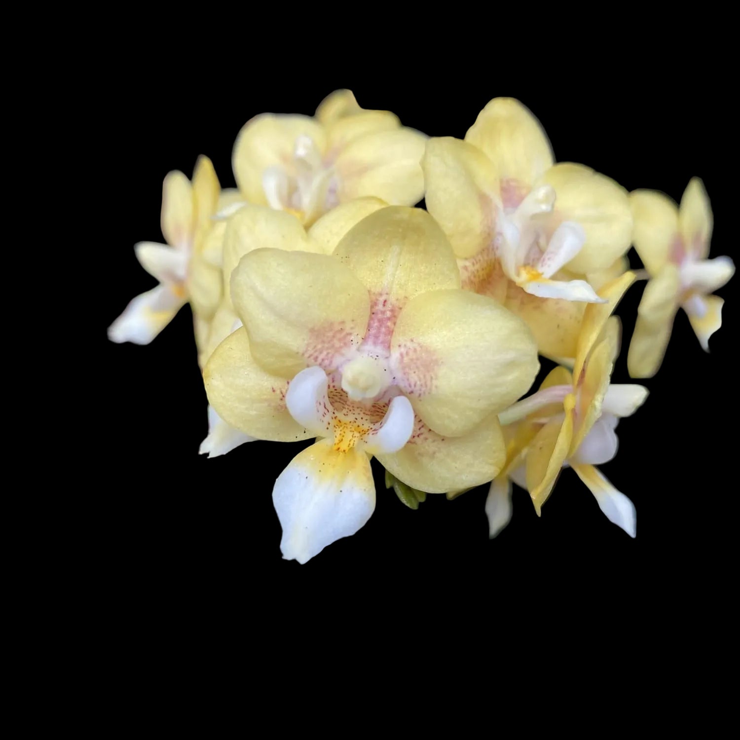 Phalaenopsis Sogo Banana - flori parfumate