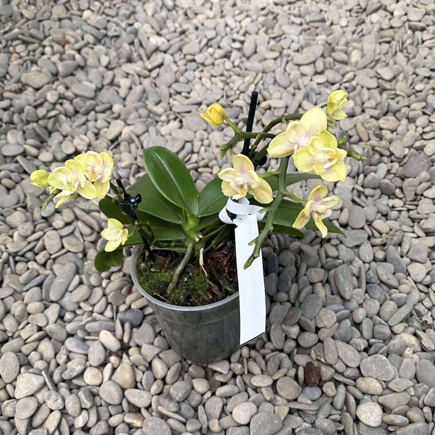 Phalaenopsis Sogo Banana - αρωματικά και πλούσια άνθη
