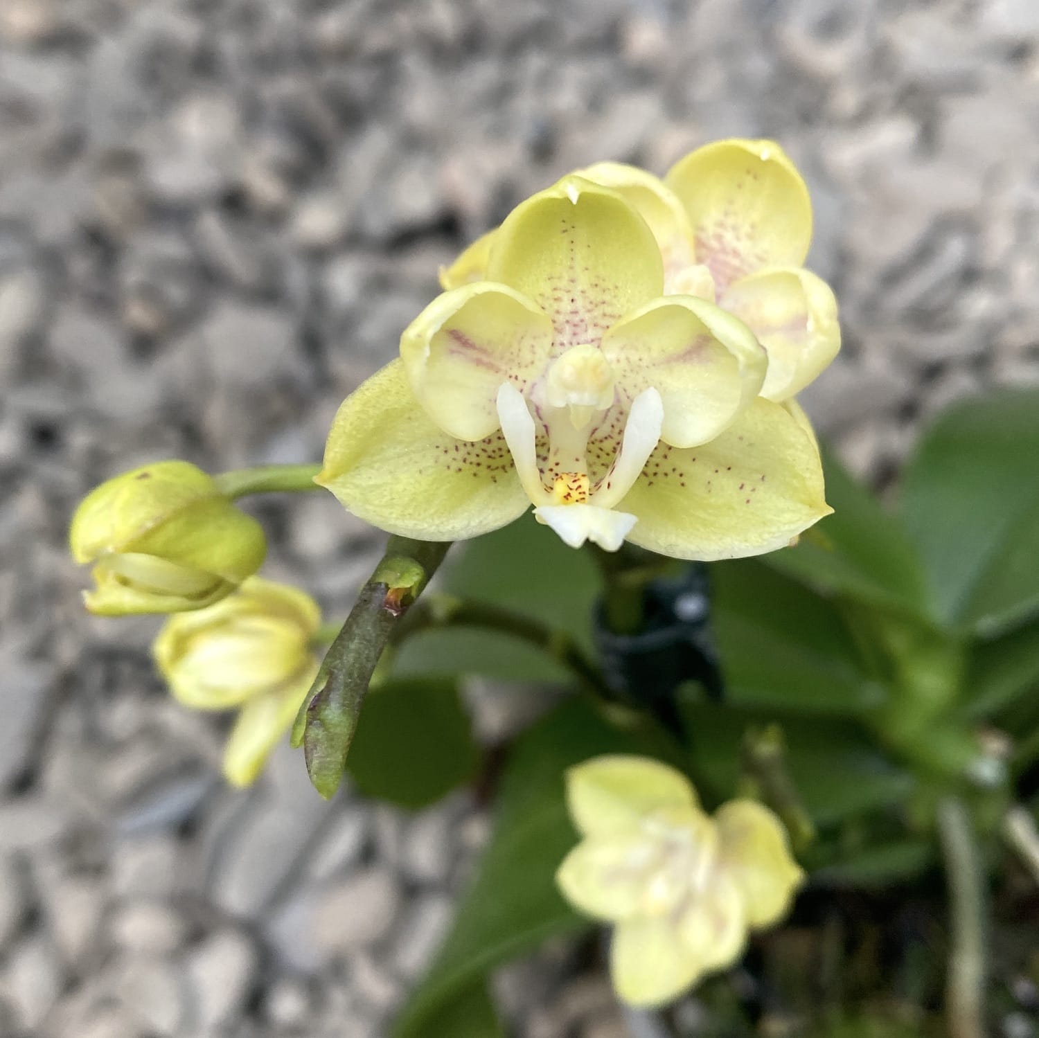 Phalaenopsis Sogo Banana - αρωματικά και πλούσια άνθη