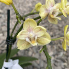 Phalaenopsis Sogo Banana - pachnące i pełne kwiaty