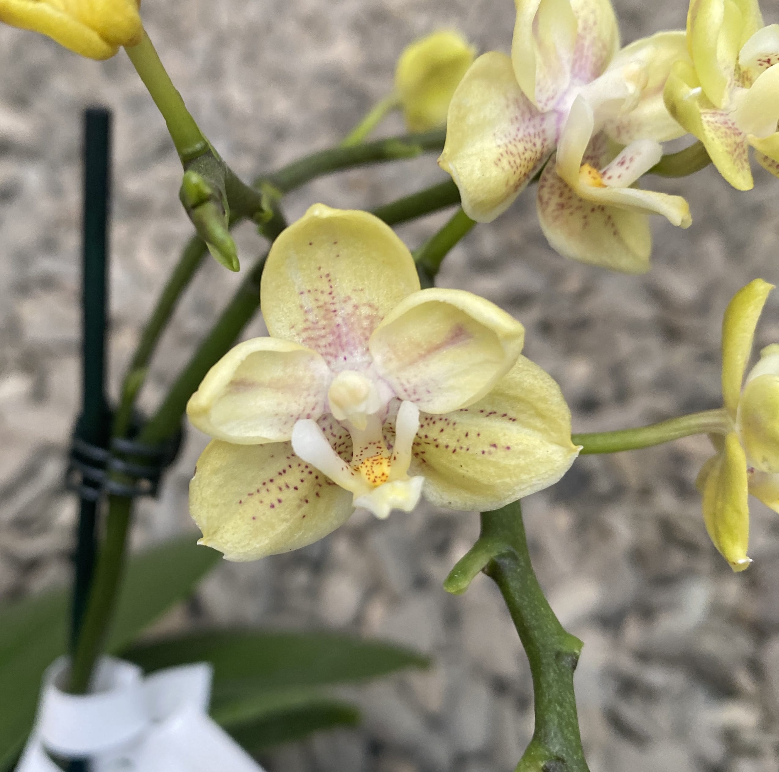 Phalaenopsis Sogo Banana - αρωματικά και πλούσια άνθη