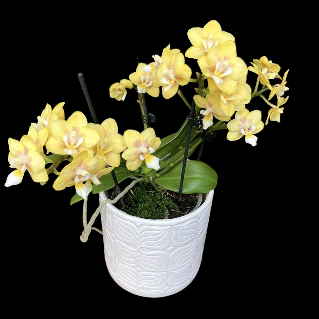 Phalaenopsis Sogo Banana - αρωματικά λουλούδια