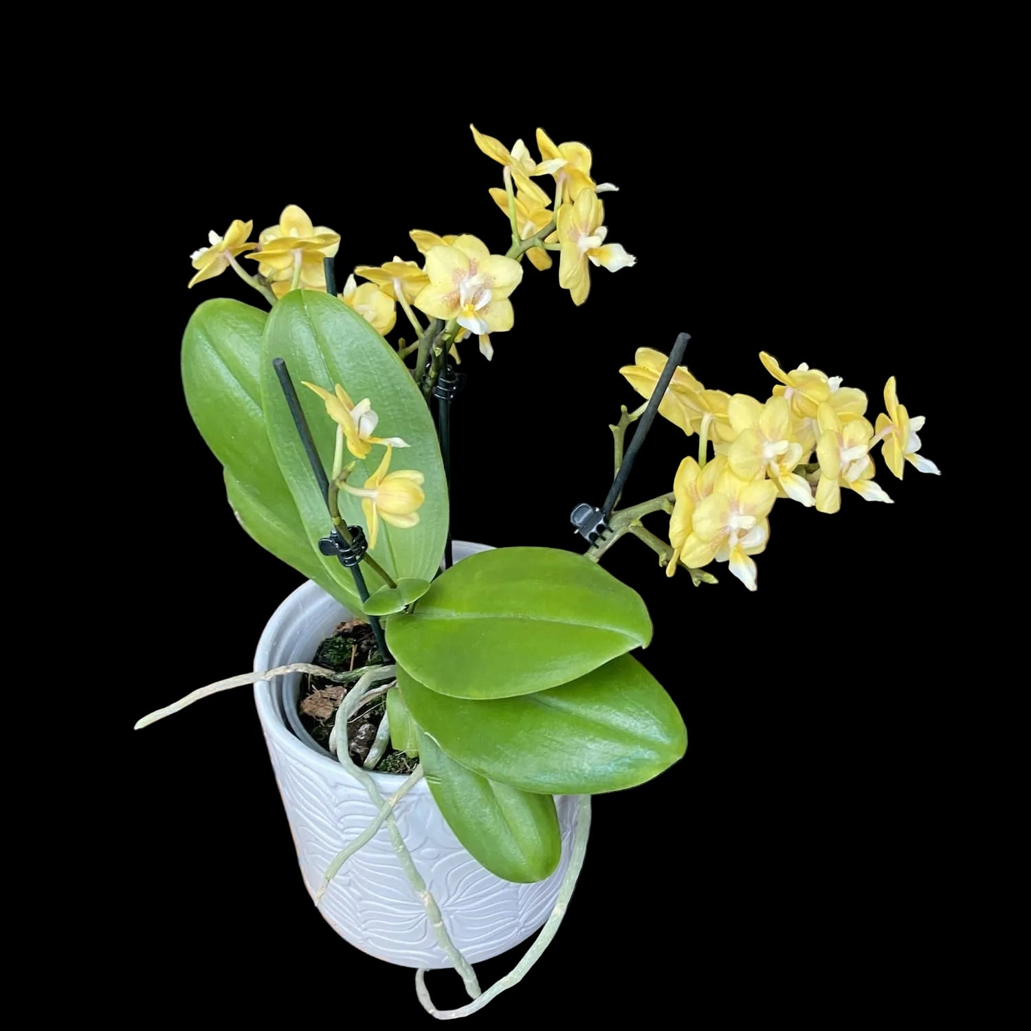 Phalaenopsis Sogo Banana - flori parfumate