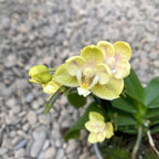 Phalaenopsis Sogo Banana - pachnące i pełne kwiaty