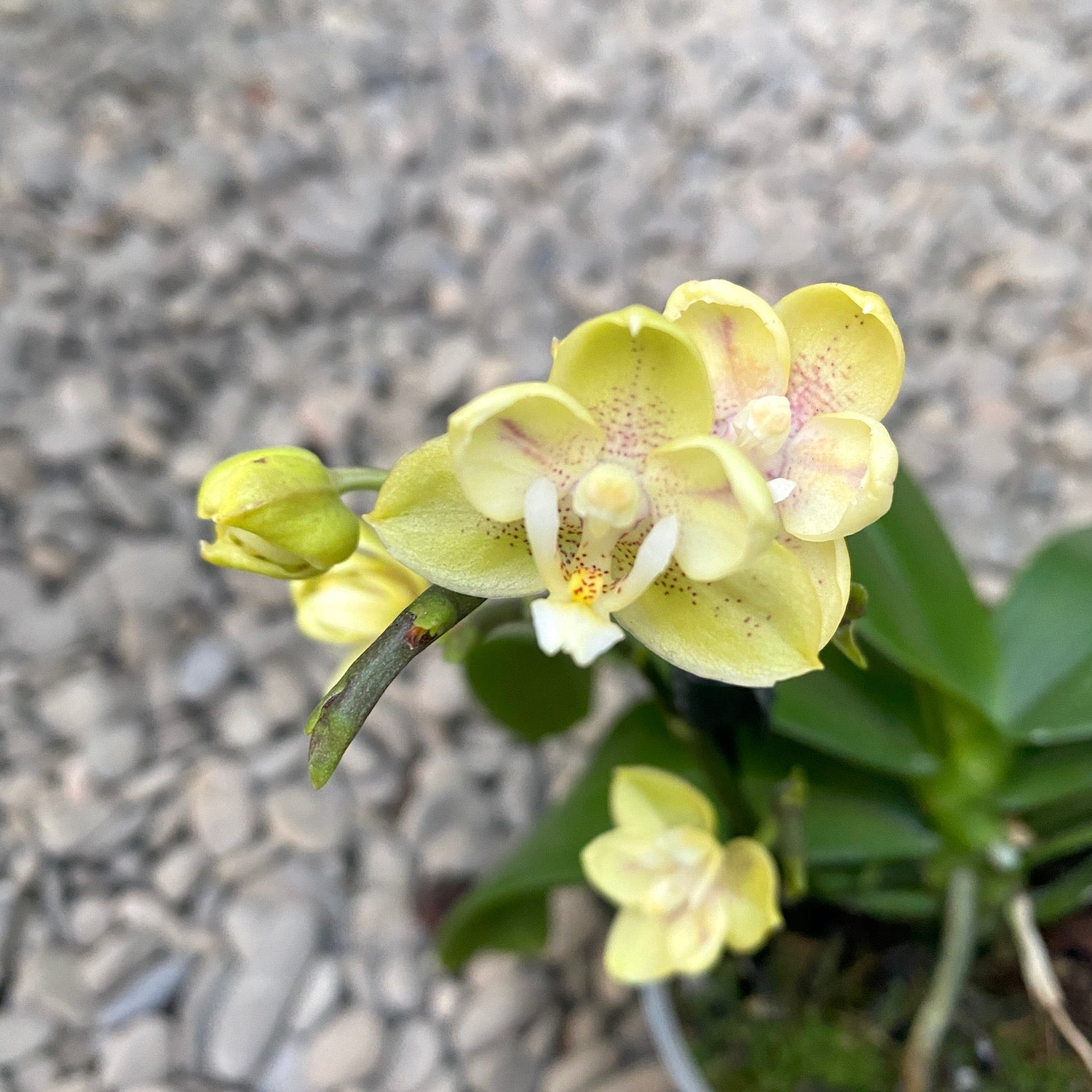 Phalaenopsis Sogo Banana - pachnące i pełne kwiaty