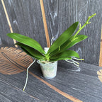 Phalaenopsis Sogo Banana Chocolate