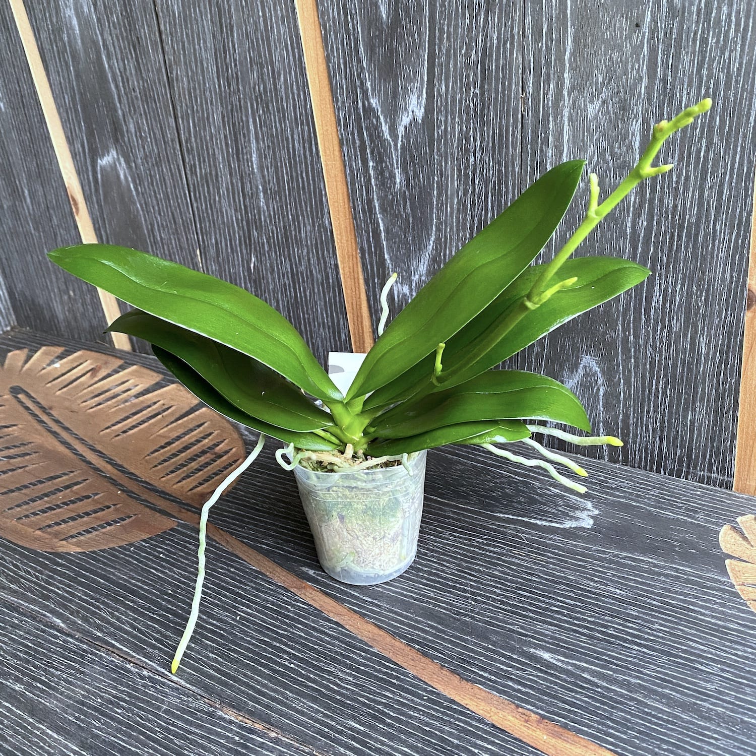 Phalaenopsis Sogo Banana Chocolate