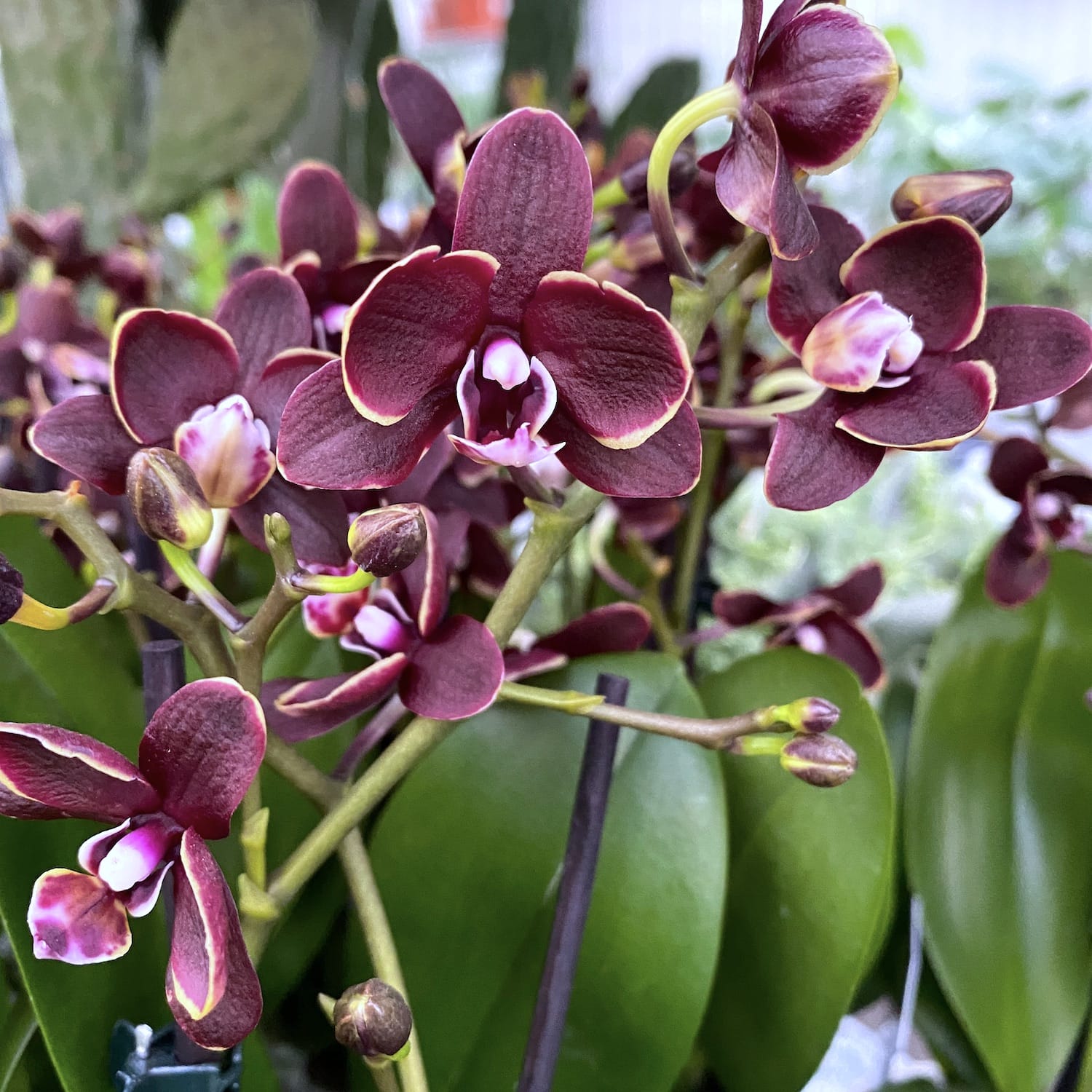 Phalaenopsis Sogo Banana Chocolat D6