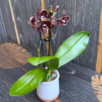 Phalaenopsis Sogo Banana Chocolate D6