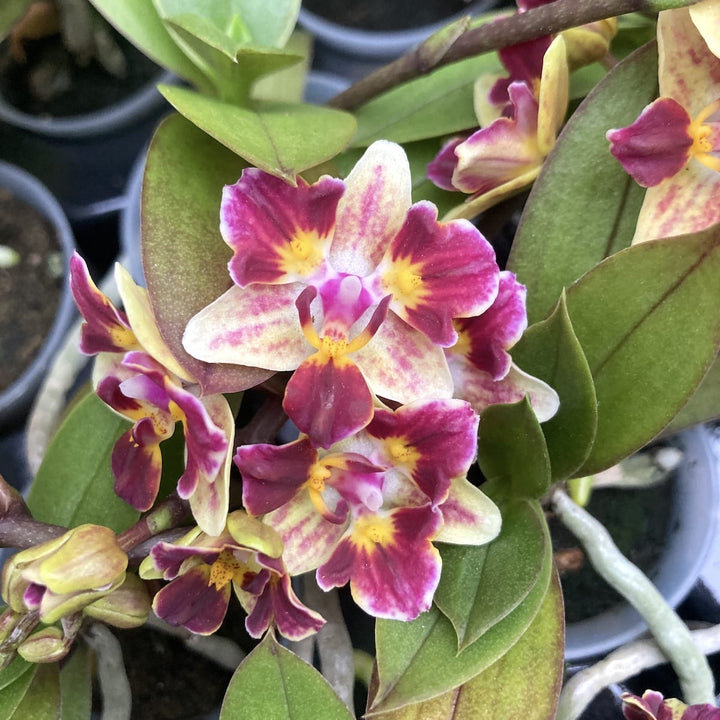 Phalaenopsis Sogo Gotris (peloric)