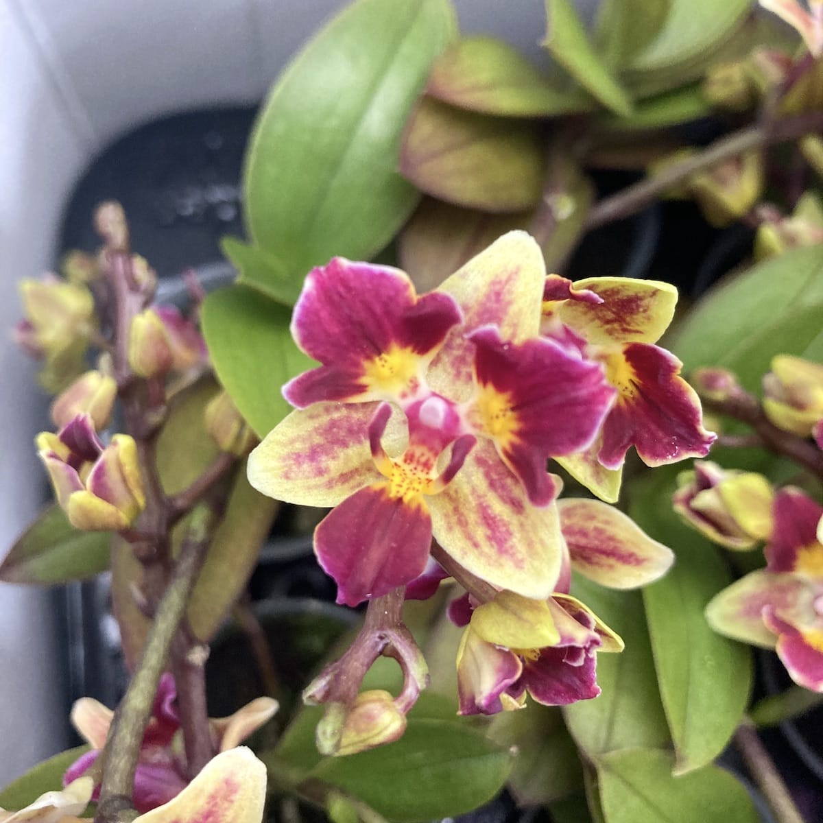 Phalaenopsis Sogo Gotris (peloric)