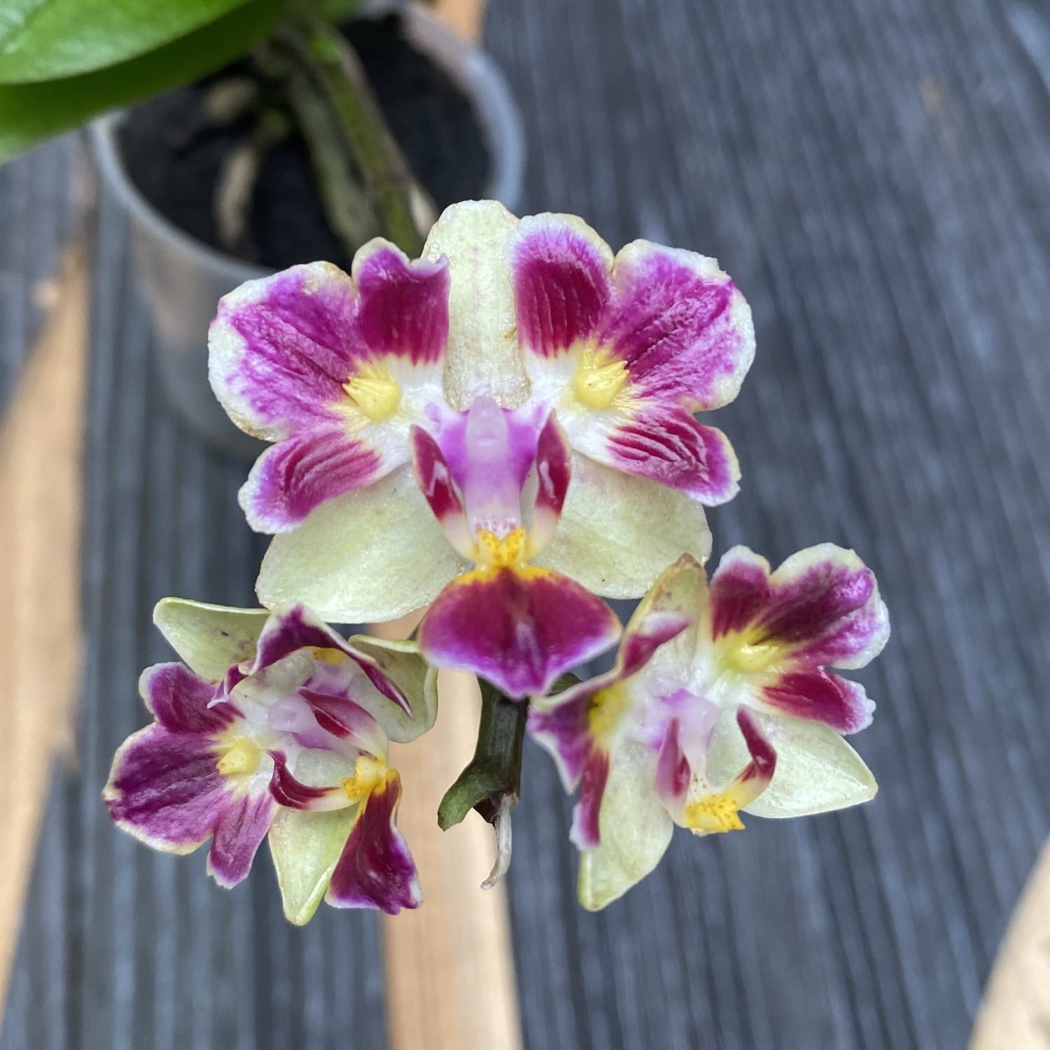 Phalaenopsis Sogo Gotris (pélorique)