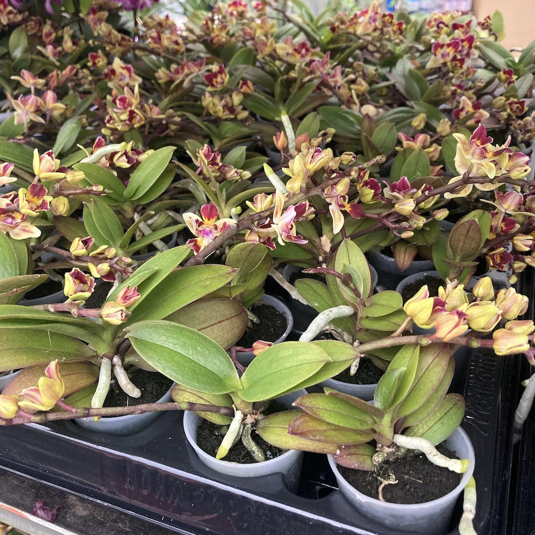 Phalaenopsis Sogo Gotris (peloric)