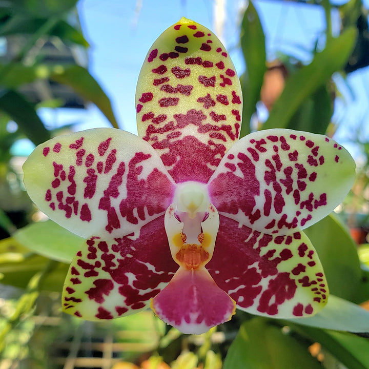 Phalaenopsis Sogo Lobby