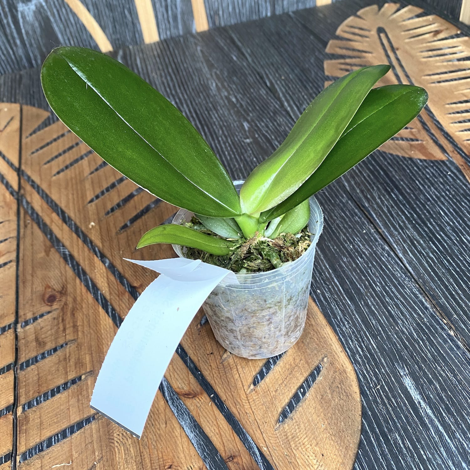 Phalaenopsis Sogo Lobby