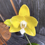 Phalaenopsis Sogo Meili (peloric - butterfly)