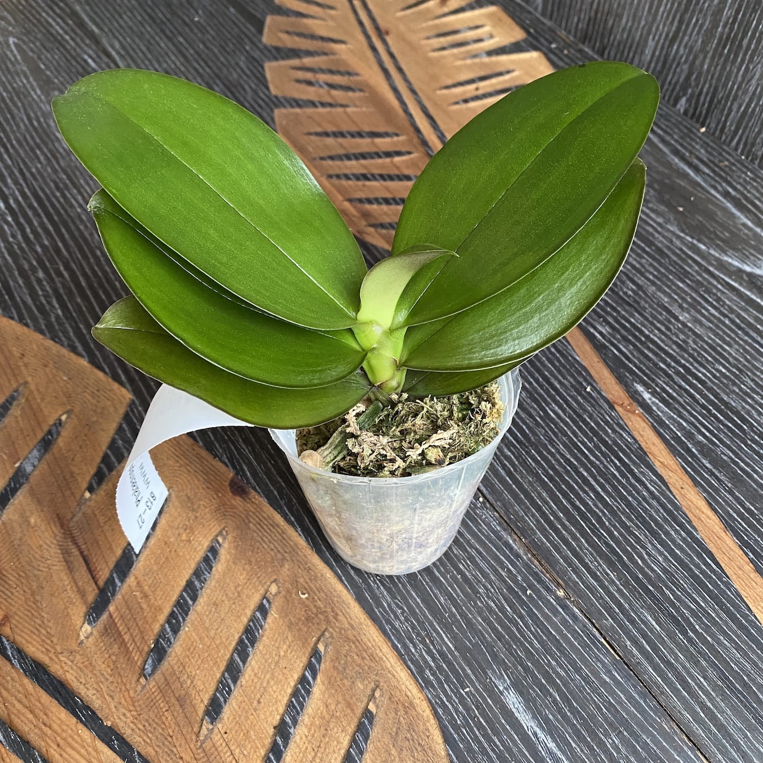 Phalaenopsis Sogo Meili (peloric - butterfly)