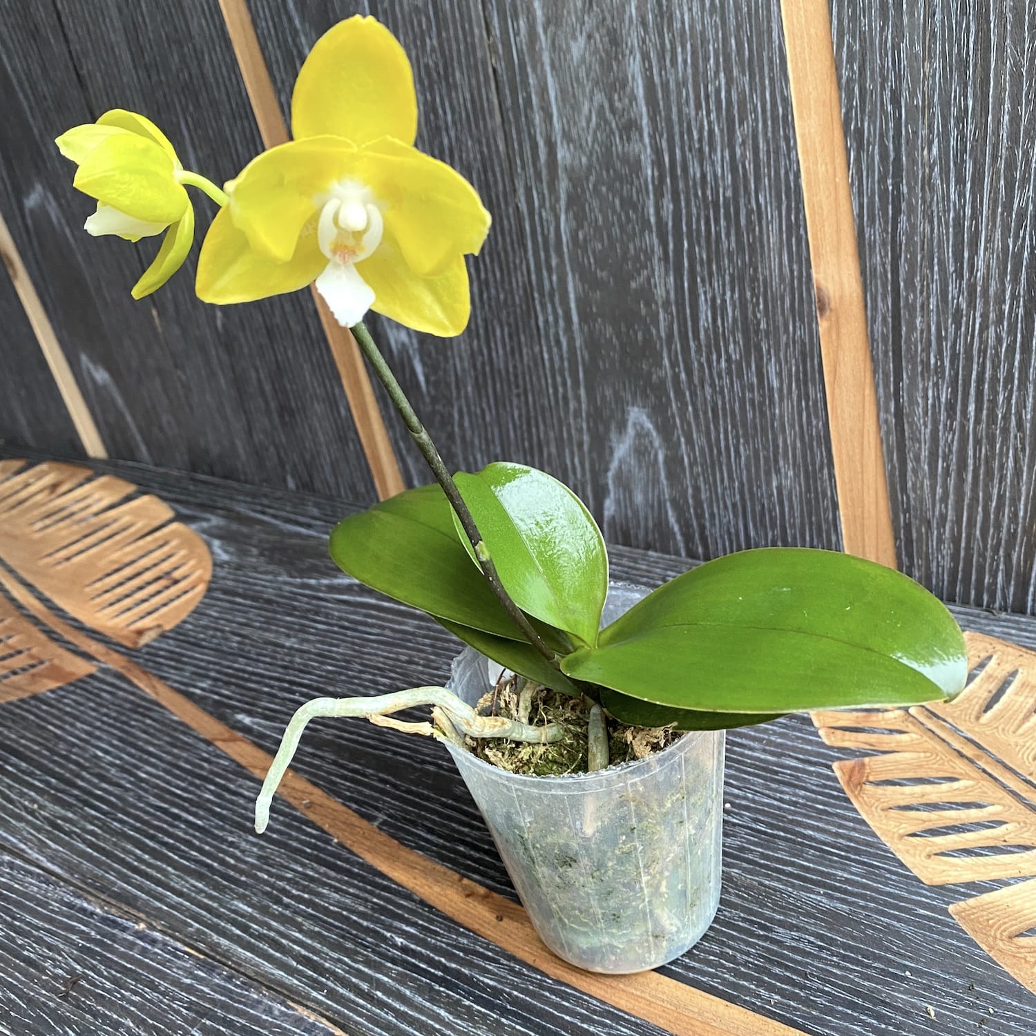 Phalaenopsis Sogo Meili (peloric - butterfly)