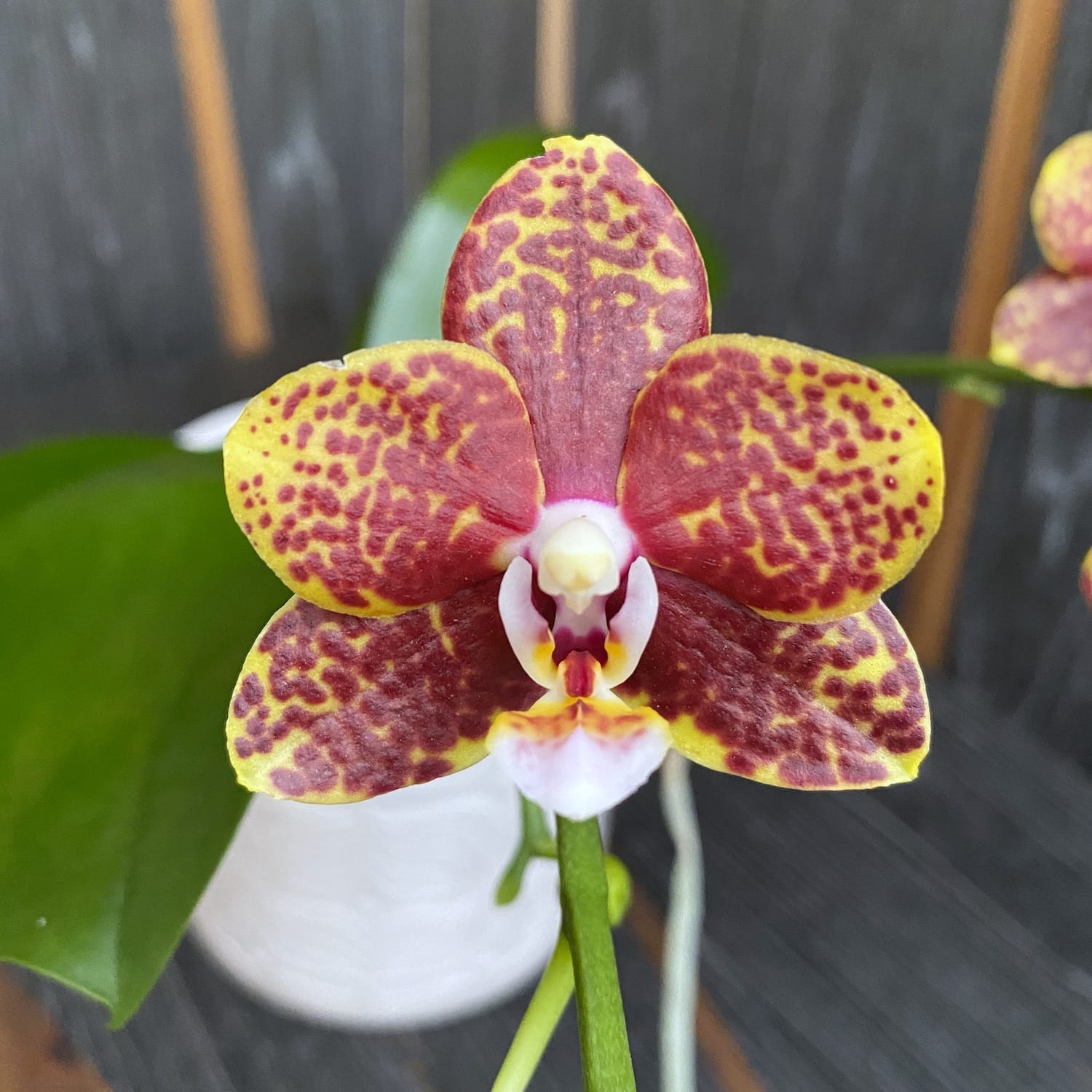 Phalaenopsis Sogo Pony (variazione)
