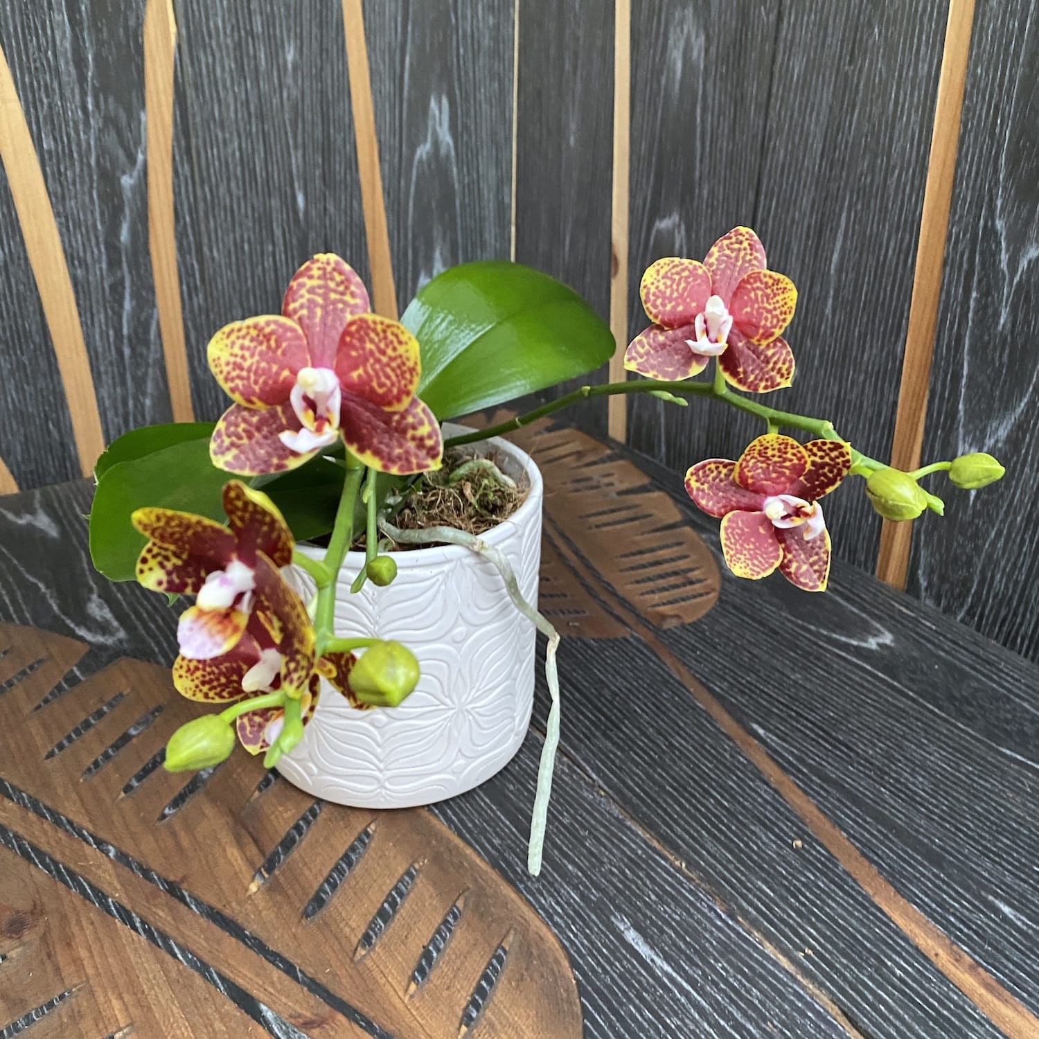 Phalaenopsis Sogo Pony (variazione)