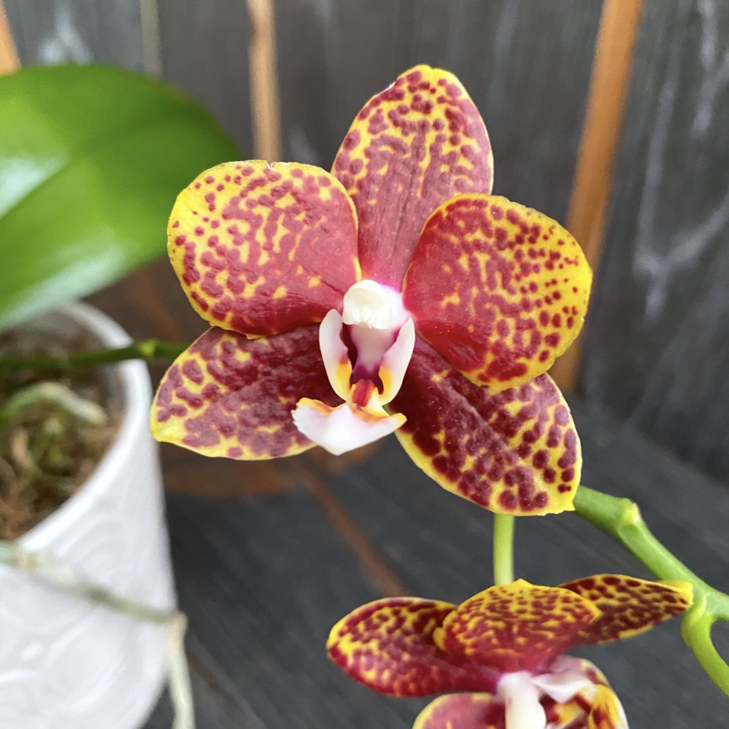 Phalaenopsis Sogo Pony (variazione)