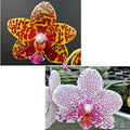 Phalaenopsis Sogo Pony × Golden Peoker 'ES'