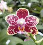 Phalaenopsis Sogo Pony × Golden Peoker 'ES'