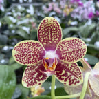 Phalaenopsis Sogo Pony × Golden Peoker 'ES'