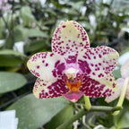 Phalaenopsis Sogo Pony × Golden Peoker 'ES'