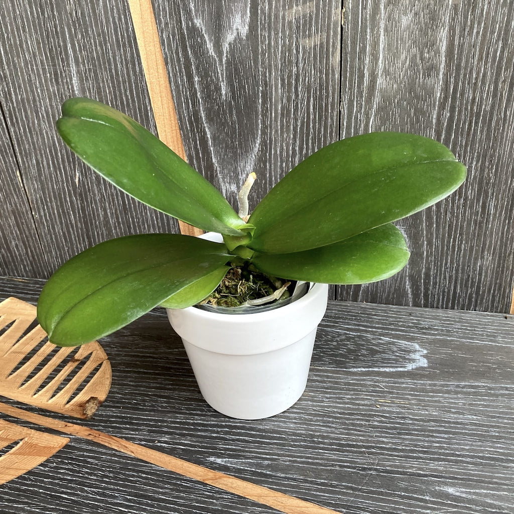 Phalaenopsis Sogo Pony × Golden Peoker 'ES'