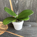 Phalaenopsis Sogo Pony × Golden Peoker 'ES'