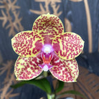 Phalaenopsis Sogo Pony × Golden Peoker 'ES'