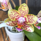 Phalaenopsis Sogo Pony × Golden Peoker 'ES'