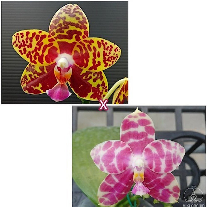 Phalaenopsis Sogo Pony × Ks Super Zebra '84'