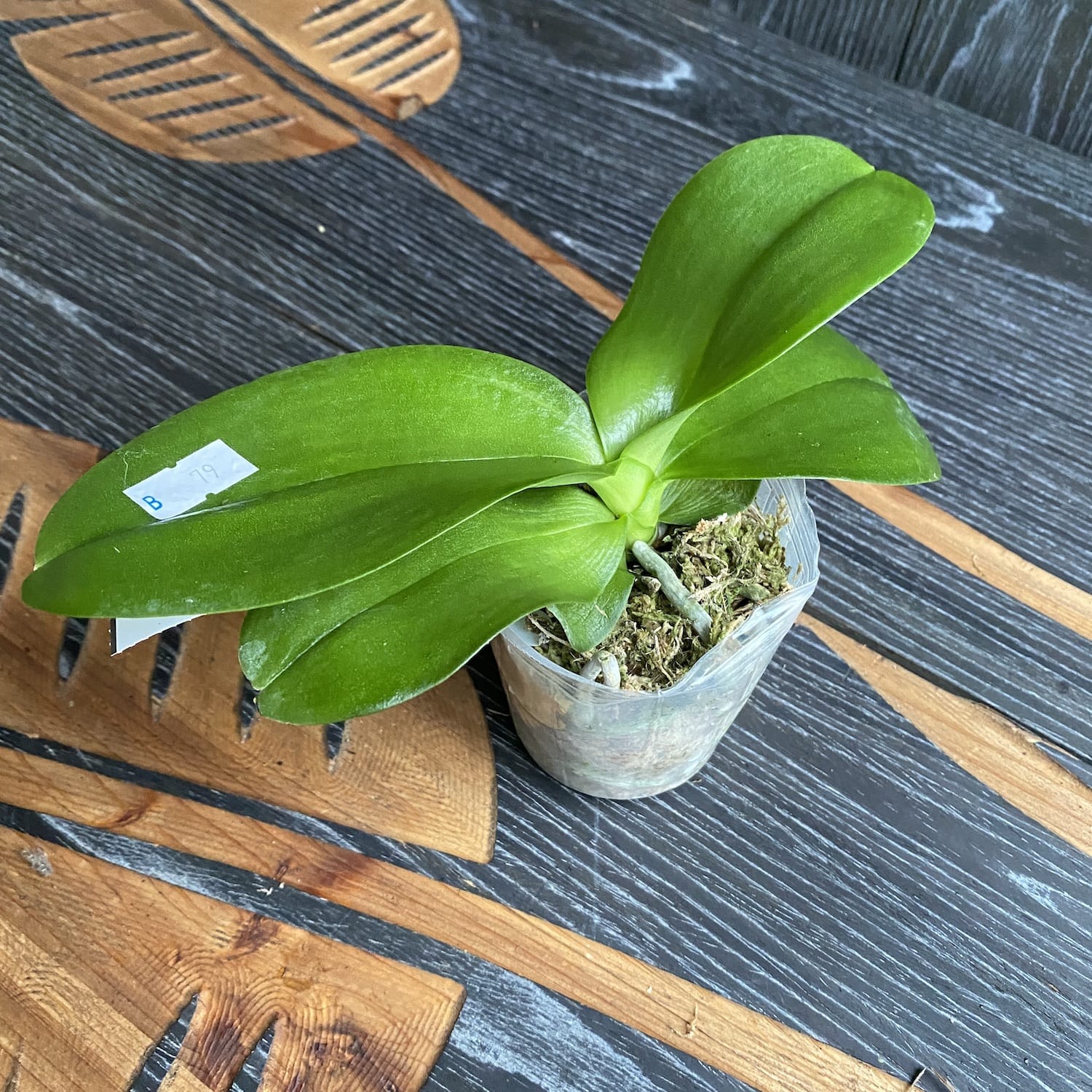 Phalaenopsis Sogo Pony × Ks Super Zebra '84'