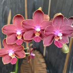 Phalaenopsis Sogo Red Star (wachsartige duftende Blüten) D12