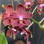 Phalaenopsis Sogo Red Star (wachsartige duftende Blüten) D12