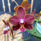 Phalaenopsis Sogo Red Star * fragrant waxy flowers