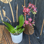 Phalaenopsis Sogo Red Star (wachsartige duftende Blüten) D12