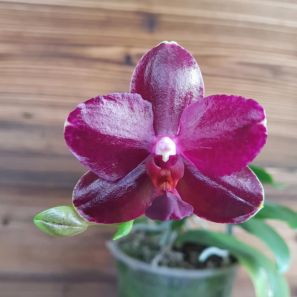 Phalaenopsis Sogo Relex - flori cerate parfumate (NL)
