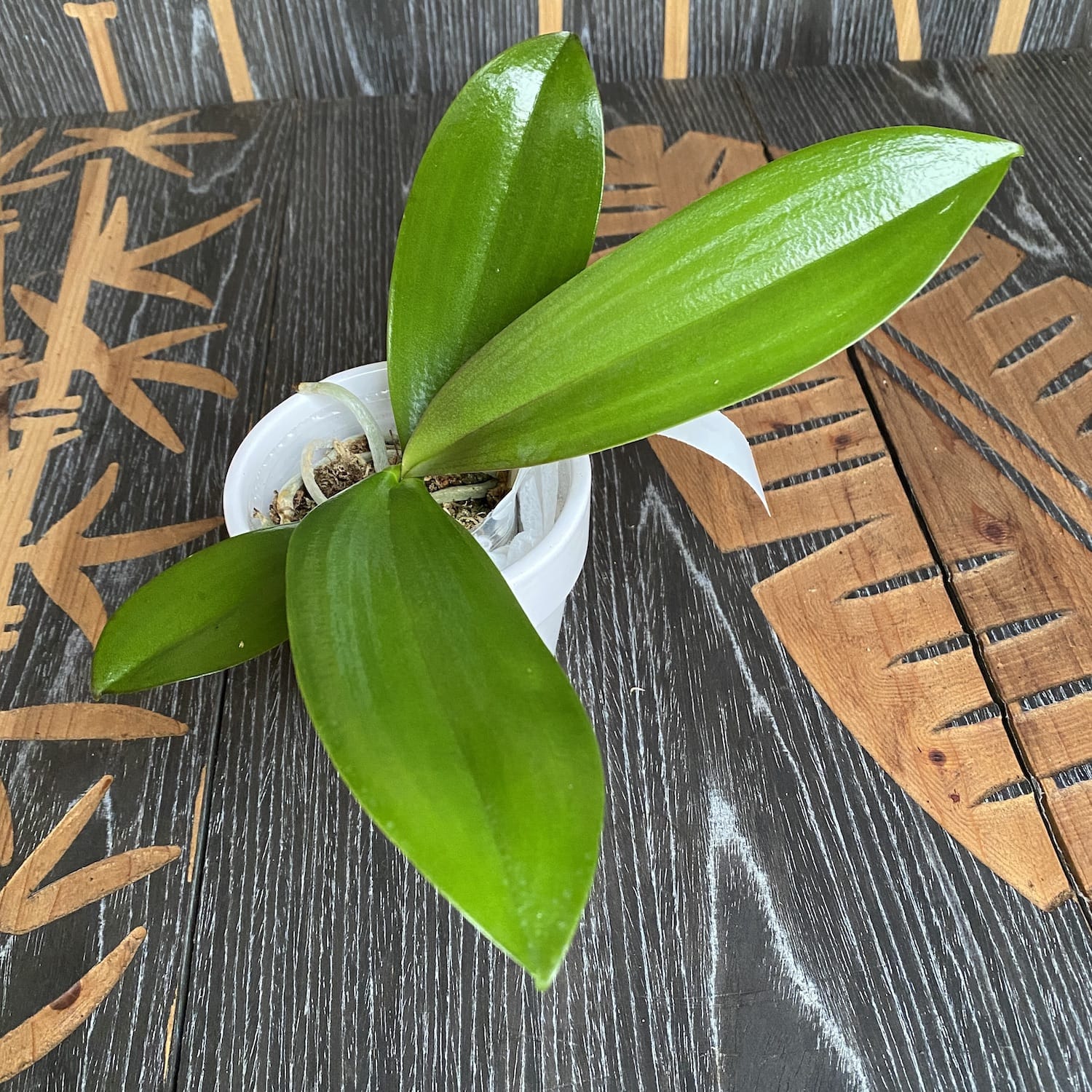 Phalaenopsis Sogo Rondini