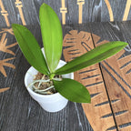 Phalaenopsis Sogo Rondini