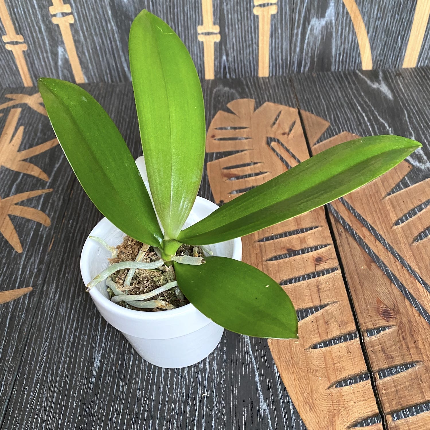 Phalaenopsis Sogo Rondini