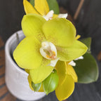 Phalaenopsis Sogo Shito - flori parfumate