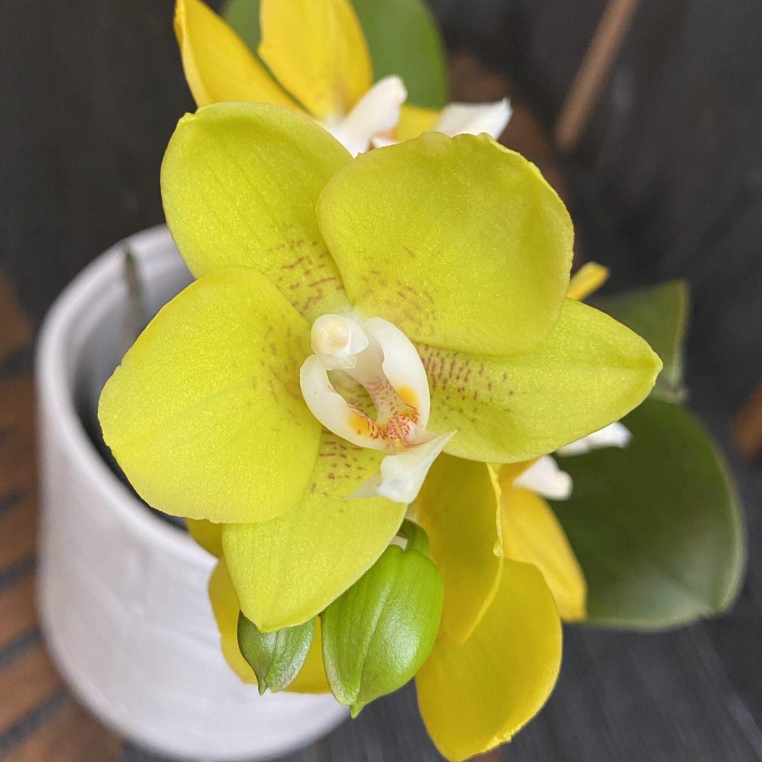 Phalaenopsis Sogo Shito - fleurs parfumées