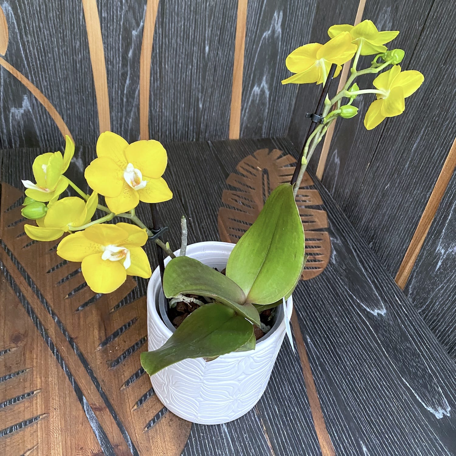 Phalaenopsis Sogo Shito - fleurs parfumées