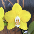 Phalaenopsis Sogo Shito - flori parfumate