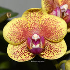 Phalaenopsis Sogo Vieker 'Golden Monkey' (Foglie Variegate)