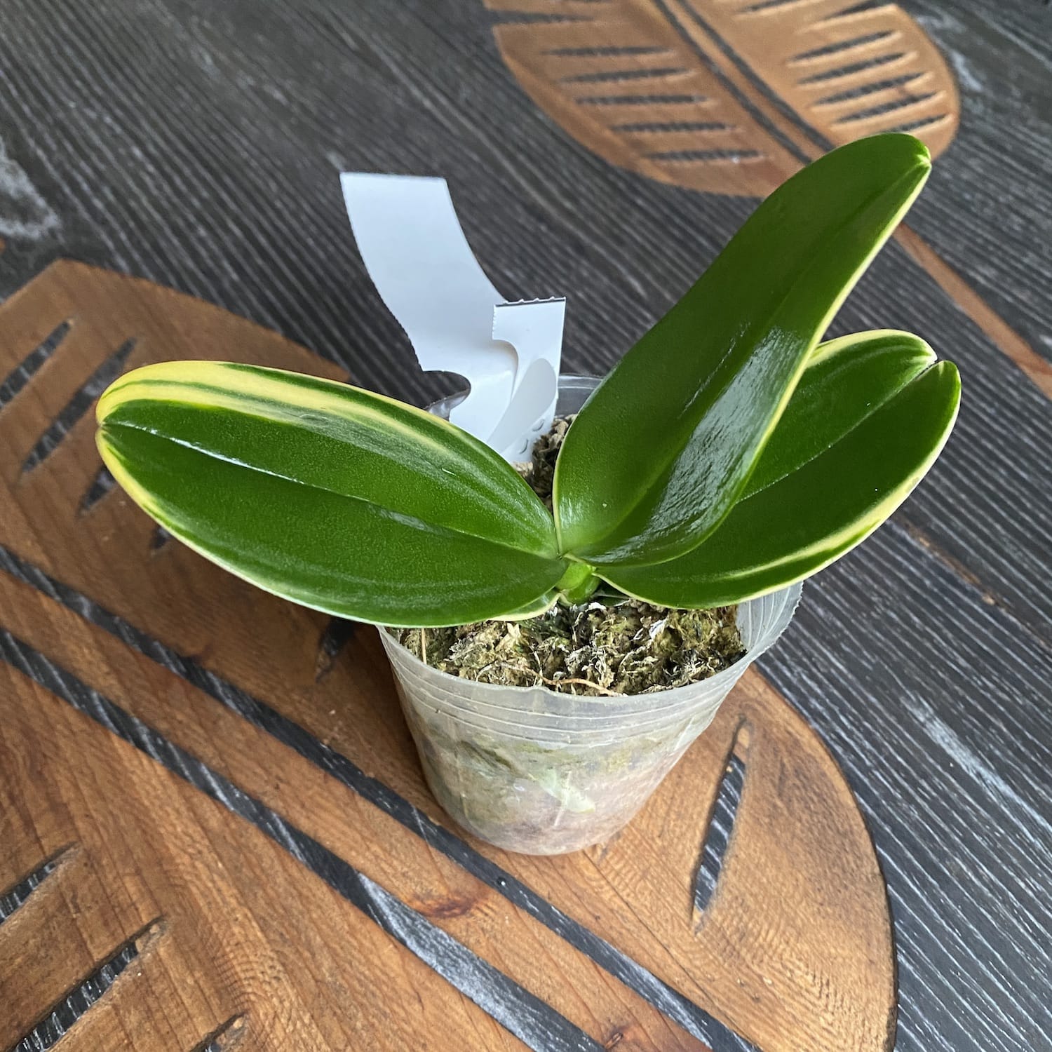 Phalaenopsis Sogo Vieker 'Golden Monkey' (Variegated Leaves)