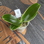 Phalaenopsis Sogo Vieker 'Golden Monkey' (Foglie Variegate)